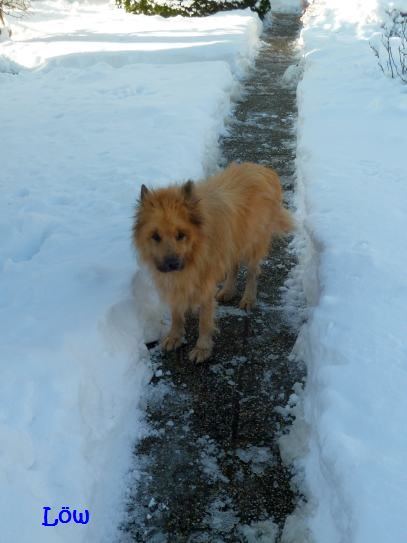 6.01.2015 - Jänner im Schnee